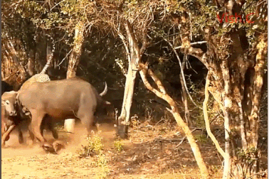 Báo đốm dính đòn đau khi có ý định “xơi tái” trâu rừng châu Phi