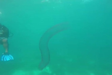 “Quái vật đại dương” dài gần 20m dưới biển sâu