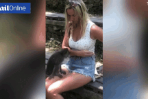 Ngượng đỏ mặt khi bị khỉ kéo khóa quần, “sàm sỡ” vòng 1