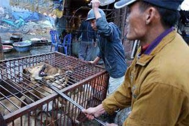Làng đặc sản thịt chó “siêu bẩn” vẫn cháy hàng 