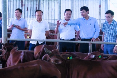 Nghệ An tiếp nhận 100 con bò giống từ Hà Nội