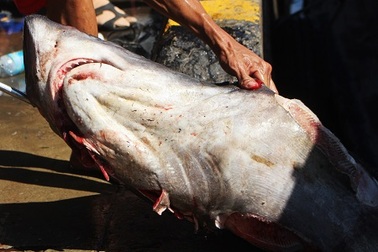 Nghề câu “cọp biển”… ở Hoàng Sa, Trường Sa