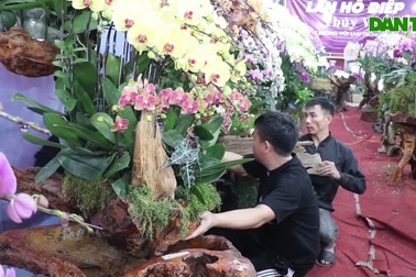 Thợ kết hoa lan kiếm cả trăm triệu đồng trước Tết nguyên đán
