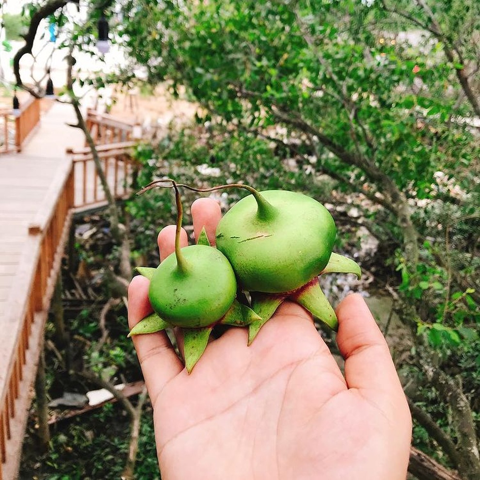 Loại quả tên nghèo khó nhưng là nguyên liệu làm đủ món ngon, bổ dưỡng - 2 Loại quả tên nghèo khó nhưng là nguyên liệu làm đủ món ngon, bổ dưỡng - 2