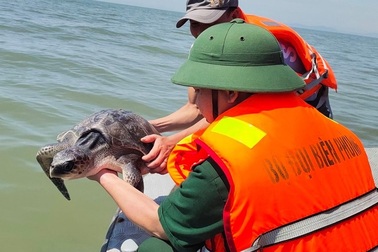 Giải cứu rùa biển kiệt sức vì mắc lưới