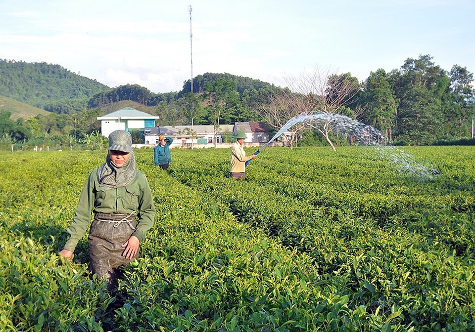 Vựa chè lớn nhất Hà Tĩnh cháy khô vì nắng nóng - 11 Vựa chè lớn nhất Hà Tĩnh cháy khô vì nắng nóng - 11