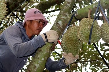 Kiếm tiền triệu mỗi ngày từ tiếng gõ dò "quả tỷ đô"