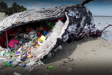 5 thống kê “sốc” khiến bạn nhận ra mình cần bảo vệ đại dương ngay lập tức!