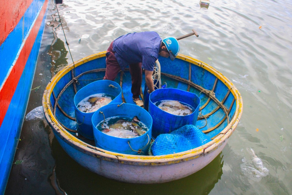 Quảng Ngãi: Nghề lặn biển tìm cá độc đắt hàng dịp Tết - 3 Quảng Ngãi: Nghề lặn biển tìm cá độc đắt hàng dịp Tết - 3