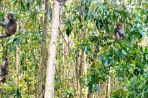 Đàn khỉ cả trăm con phá nát đồng ruộng, người dân bất lực