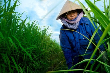 Doanh nghiệp mía đường với hội nhập: Lấy bền vững làm thước đo phát triển