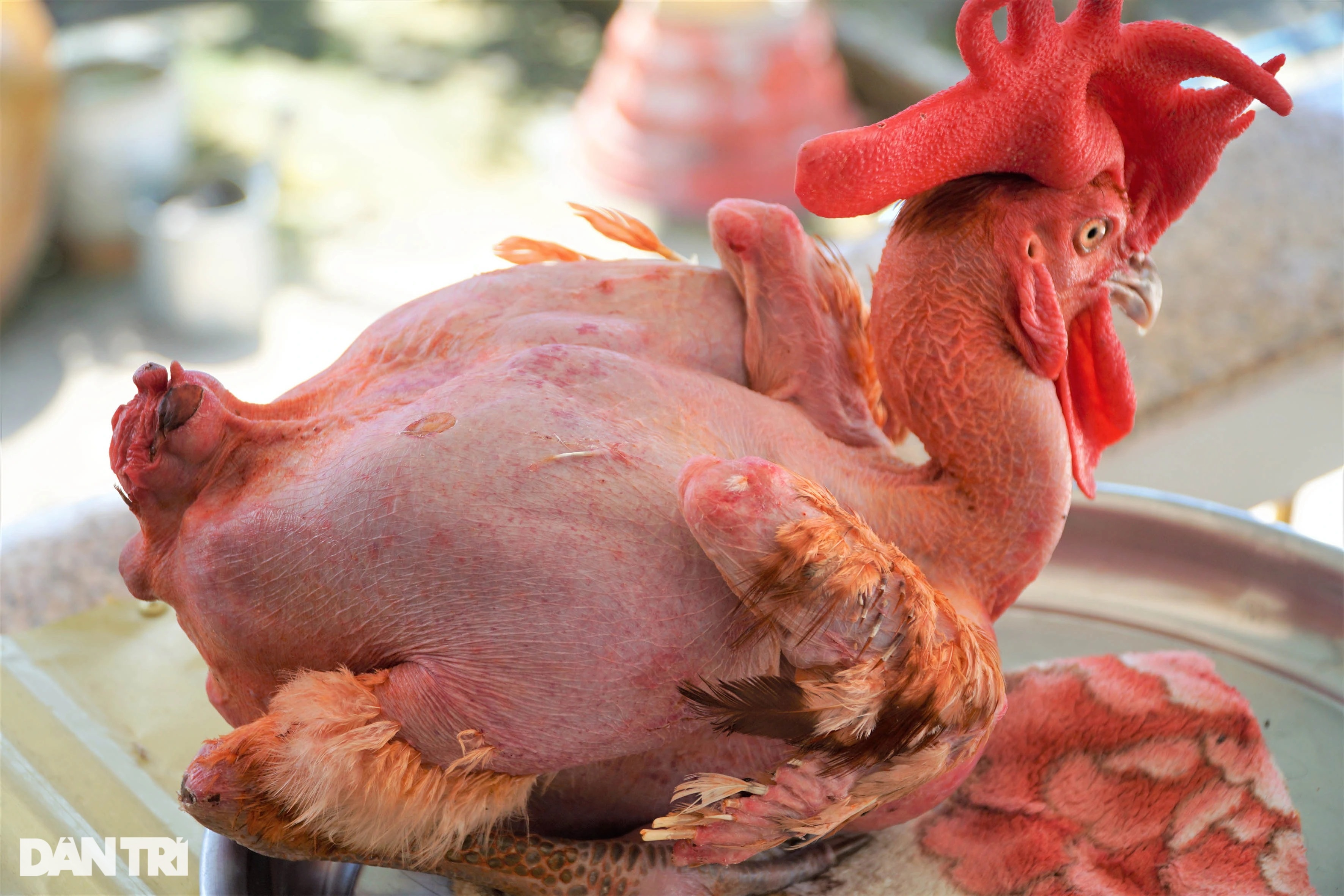 Chú gà không lông, da trắng hồng, ngủ mùng có sở thích sang chảnh ở Cần Thơ - 4