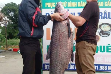 Bắt được trắm đen “khủng”, dài gần 1m, nặng hơn 33kg
