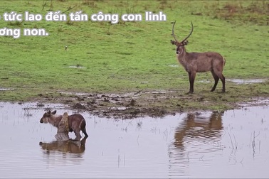 Linh dương tàn nhẫn đẩy con non vào hàm cá sấu