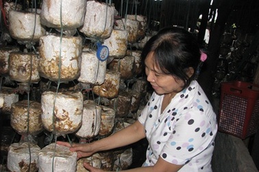 Nữ cựu binh “sáng tạo, làm kinh tế giỏi” 