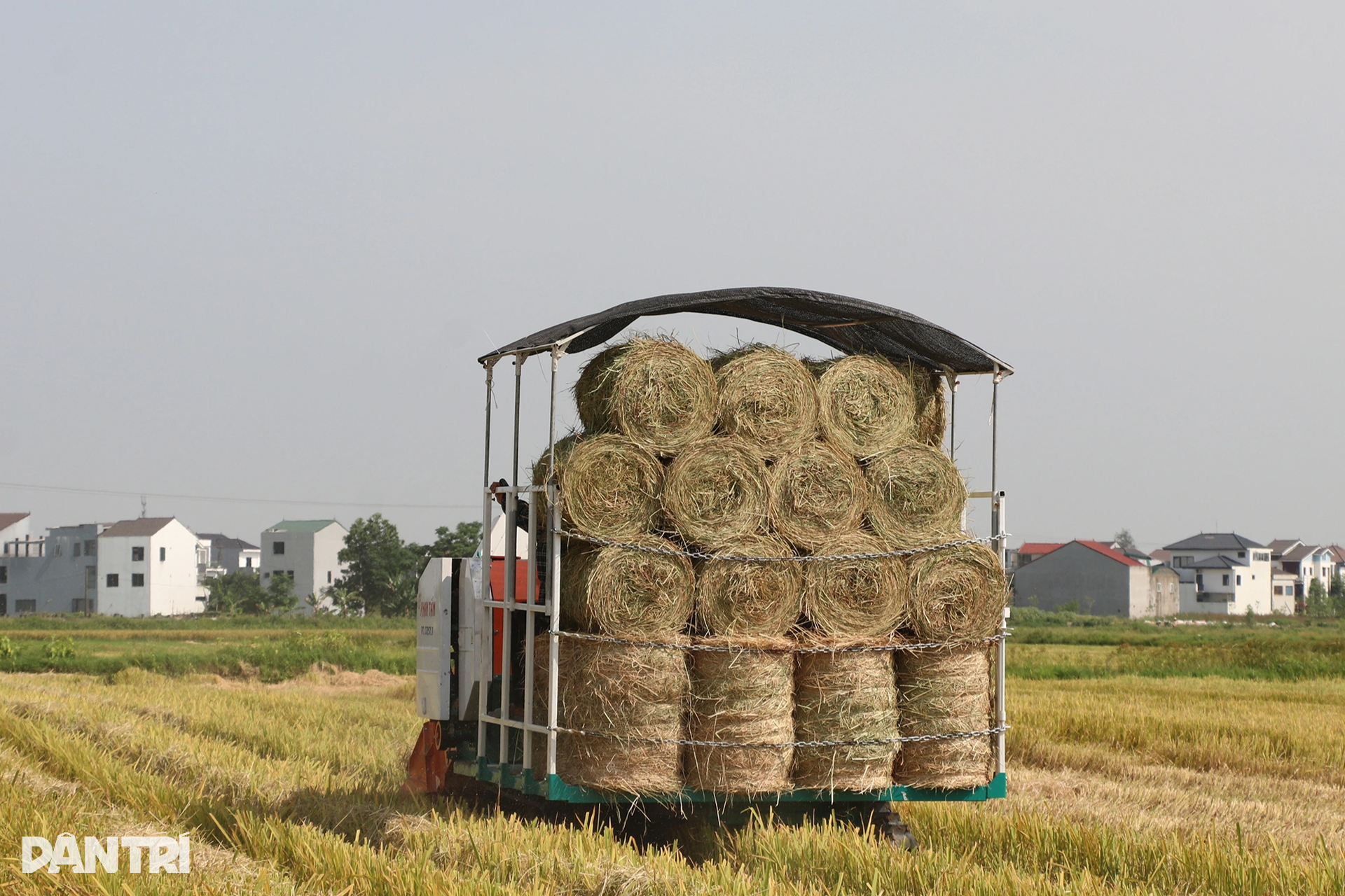 Cướp nắng với trời, kiếm mỗi ngày cả triệu đồng - 5 Cướp nắng với trời, kiếm mỗi ngày cả triệu đồng - 5