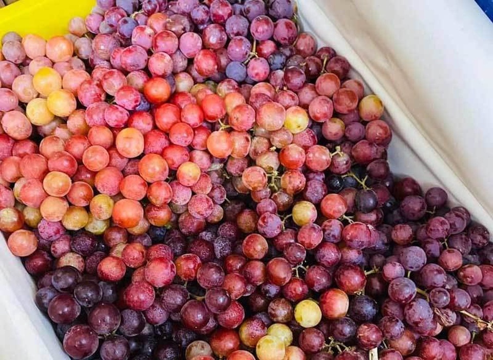 Sự thật về loại nho kẹo rừng đang gây sốt trên thị trường - 1 Sự thật về loại nho kẹo rừng đang gây sốt trên thị trường - 1