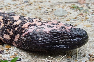 Điểm danh những loài động vật chậm chạp nhất thế giới (Phần 2)