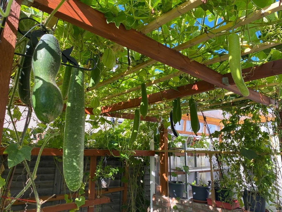 Những khu vườn sum suê rau, trái của các ông bố Việt ở trời Tây - 6 Những khu vườn sum suê rau, trái của các ông bố Việt ở trời Tây - 6