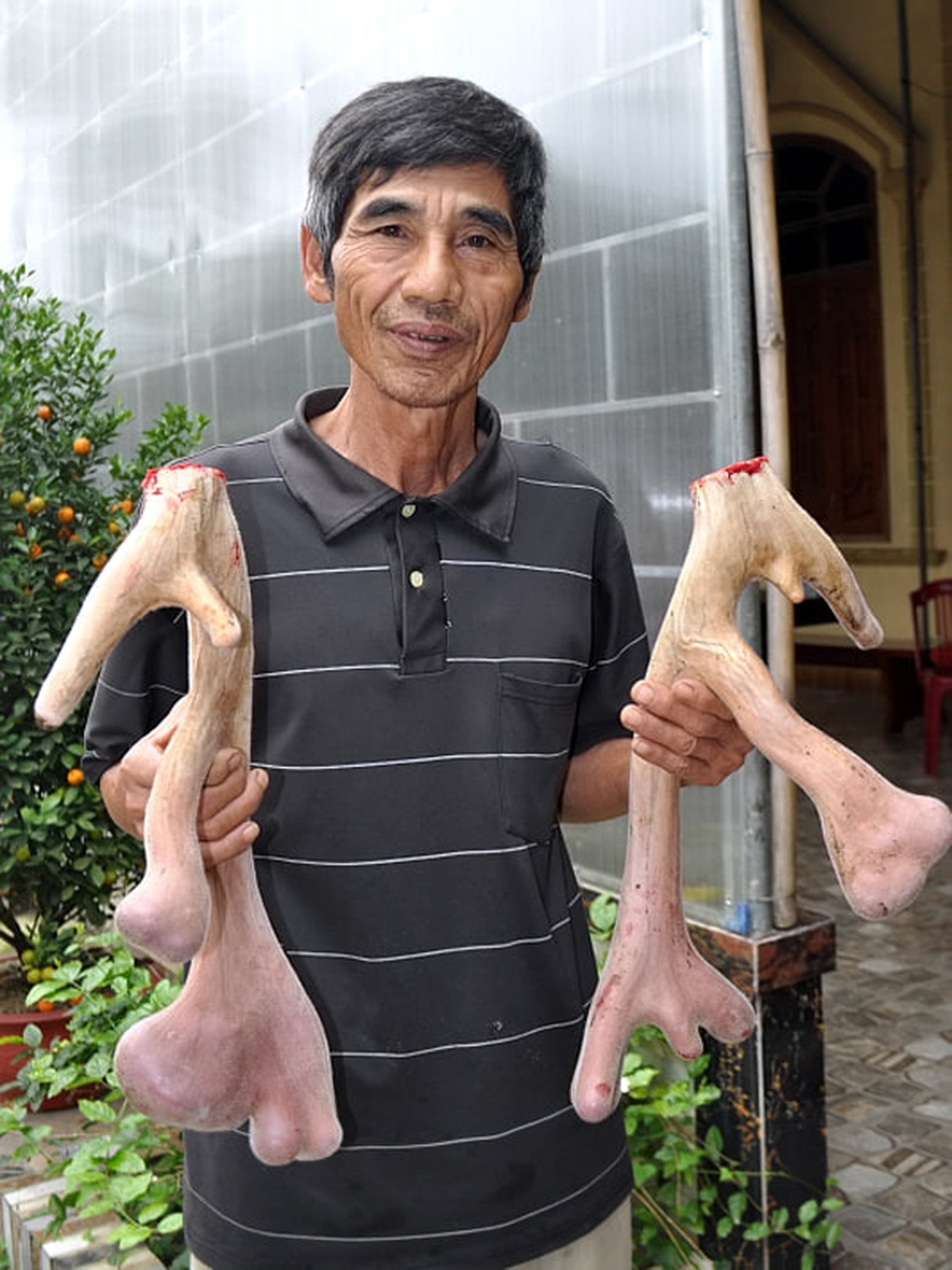Thủ phủ nuôi hươu trầm lắng, giảm thu do ảnh hưởng dịch Covid-19 - 3 Thủ phủ nuôi hươu trầm lắng, giảm thu do ảnh hưởng dịch Covid-19 - 3