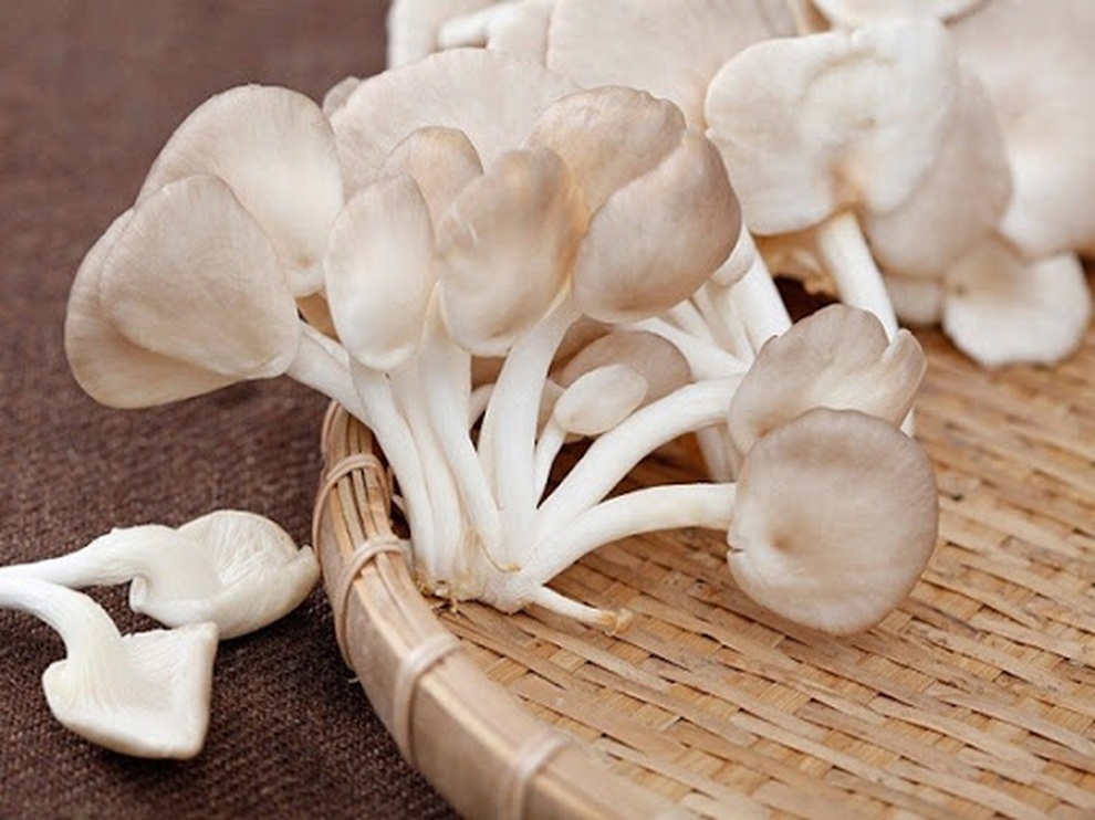 Bỏ túi bí kíp chọn một số loại nấm thông dụng - 4 Bỏ túi bí kíp chọn một số loại nấm thông dụng - 4
