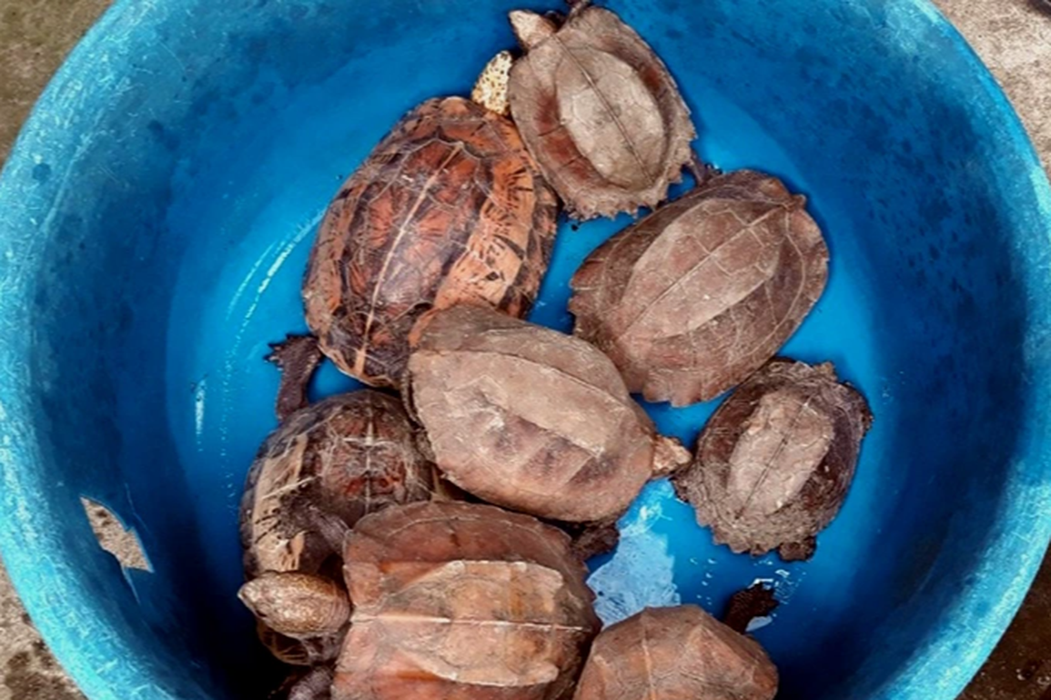 Đi rẫy bắt được hai cá thể rùa thuộc nhóm trong sách đỏ thế giới - 1