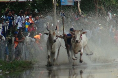 60 đôi bò “căng sức” tranh tài dịp lễ Sen Dolta 
