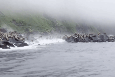 Cảnh hàng trăm con sư tử biển lao xuống biển trốn chạy khi sóng thần ập tới