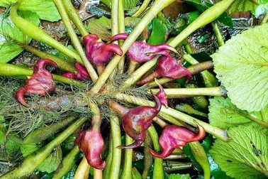 Củ ấu phòng chống ung thư