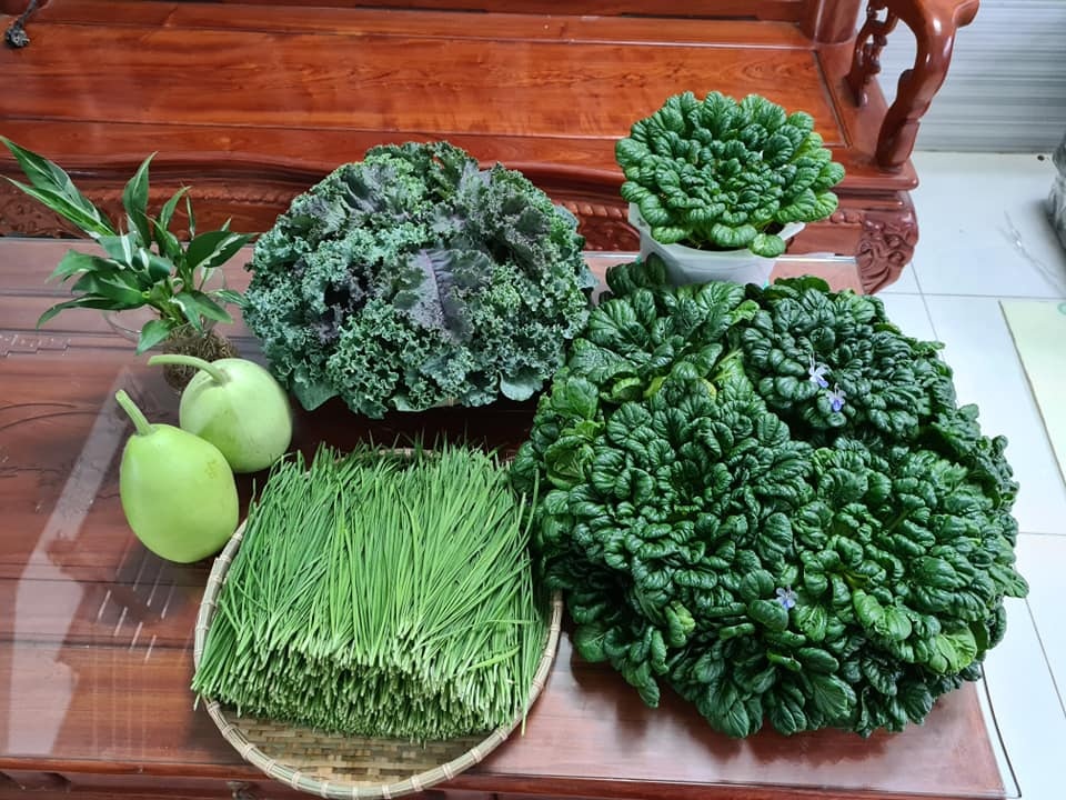 Trang trại rau 100m2 toàn giống lạ trên sân thượng của cô gái Bình Dương - 12 Trang trại rau 100m2 toàn giống lạ trên sân thượng của cô gái Bình Dương - 12
