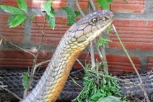 An Giang “cầu cứu” Bộ Nông nghiệp tìm chỗ ở mới cho cặp rắn hổ mang chúa