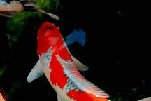 Cô gái gây sốc khi nấu súp bằng... đàn cá Koi đắt đỏ