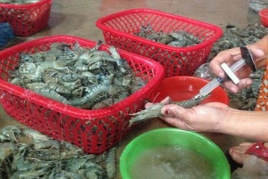 Tôm bơm thạch agar nguy hiểm với sức khỏe: Làm sao để nhận diện?