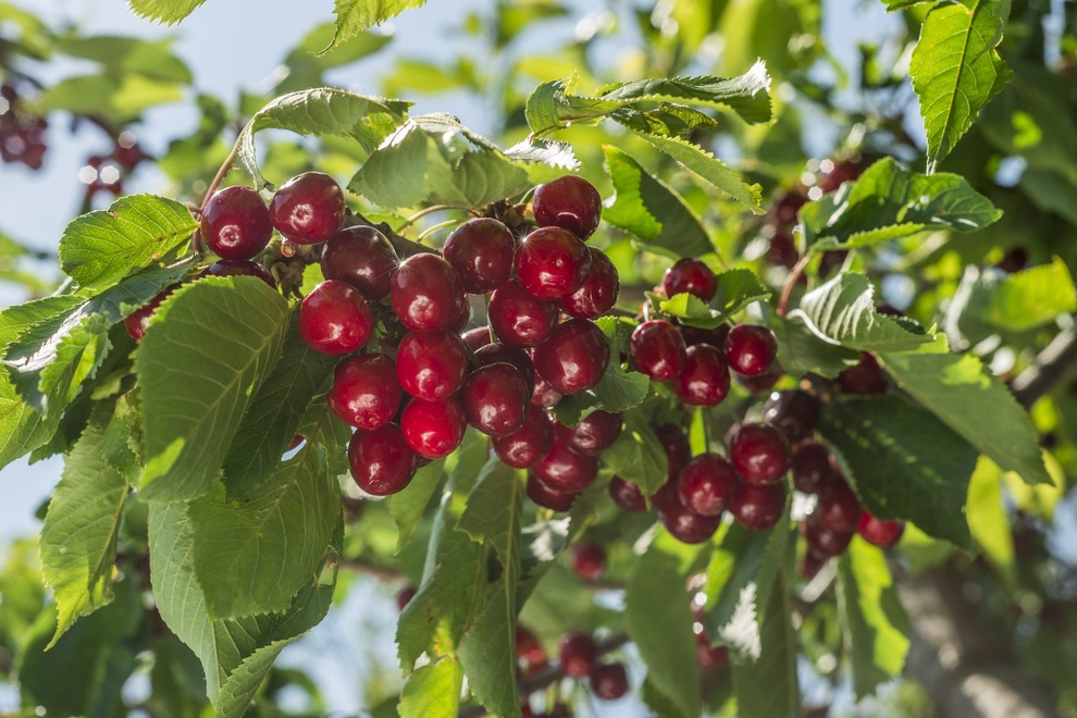 Mê mẩn những vườn cherry vừa đẹp, vừa ngon - 3 Mê mẩn những vườn cherry vừa đẹp, vừa ngon - 3