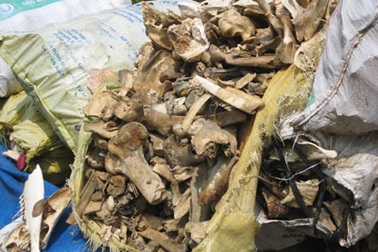 Gom xương động vật từ bãi rác về chế biến 