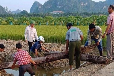 Phát lộ bãi cọc nhọn bằng gỗ lim có niên đại từ thời nhà Trần ở Hải Phòng
