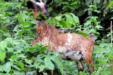 Lặn lội lên bản “săn” đặc sản dê núi ăn Tết