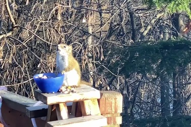 Hài hước chú sóc bị say rượu vì ăn trái cây bị lên men