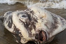 "Hết hồn" phát hiện sinh vật khổng lồ như quái vật trôi dạt vào bờ biển