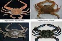 Chuyên gia nói gì sau khuyến cáo “không nên ăn hải sản tầng đáy”?