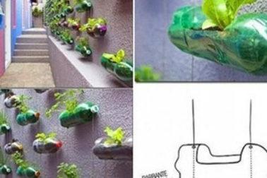 Mách "nông dân phố" bí quyết trồng cây từ vỏ chai nhựa