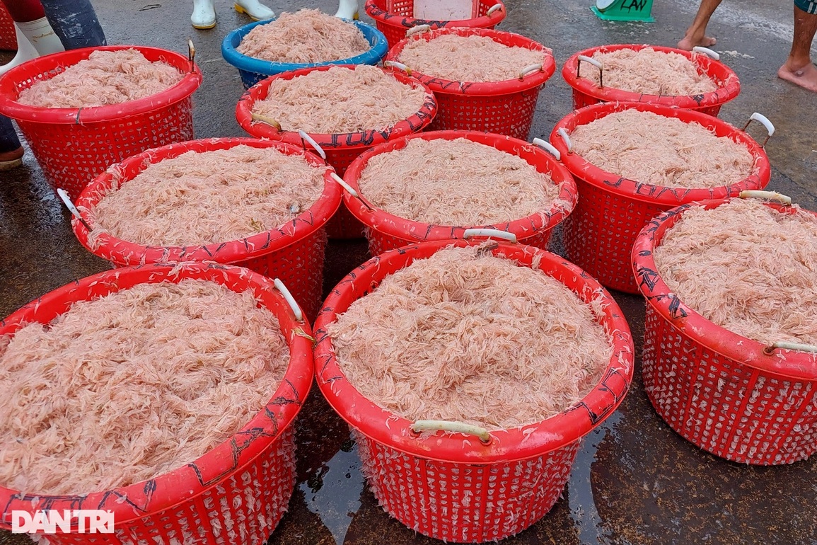 Ngư dân bỏ túi tiền triệu mỗi ngày nhờ trúng lộc biển đầu năm - 3 Ngư dân bỏ túi tiền triệu mỗi ngày nhờ trúng lộc biển đầu năm - 3
