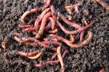Nguy hiểm khi tự dùng giun đất chữa Covid-19 theo "chuyên gia mạng"
