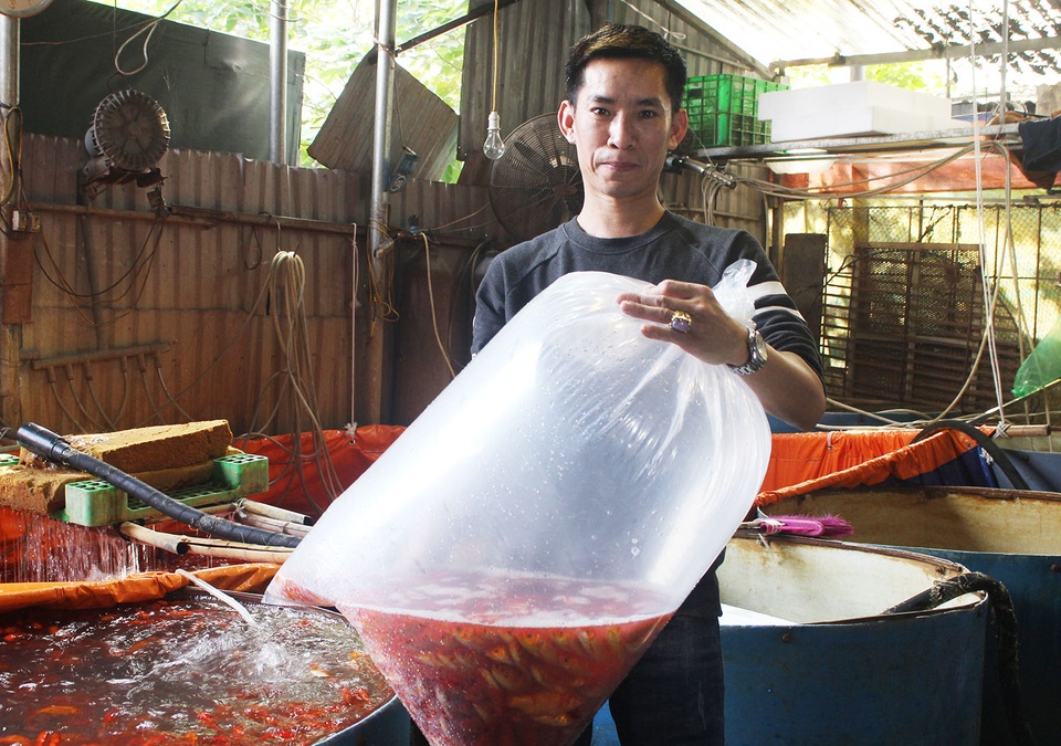 Cá chép cúng ông Công ông Táo: Hàng về nhiều, giá giảm nhẹ - 5 Cá chép cúng ông Công ông Táo: Hàng về nhiều, giá giảm nhẹ - 5