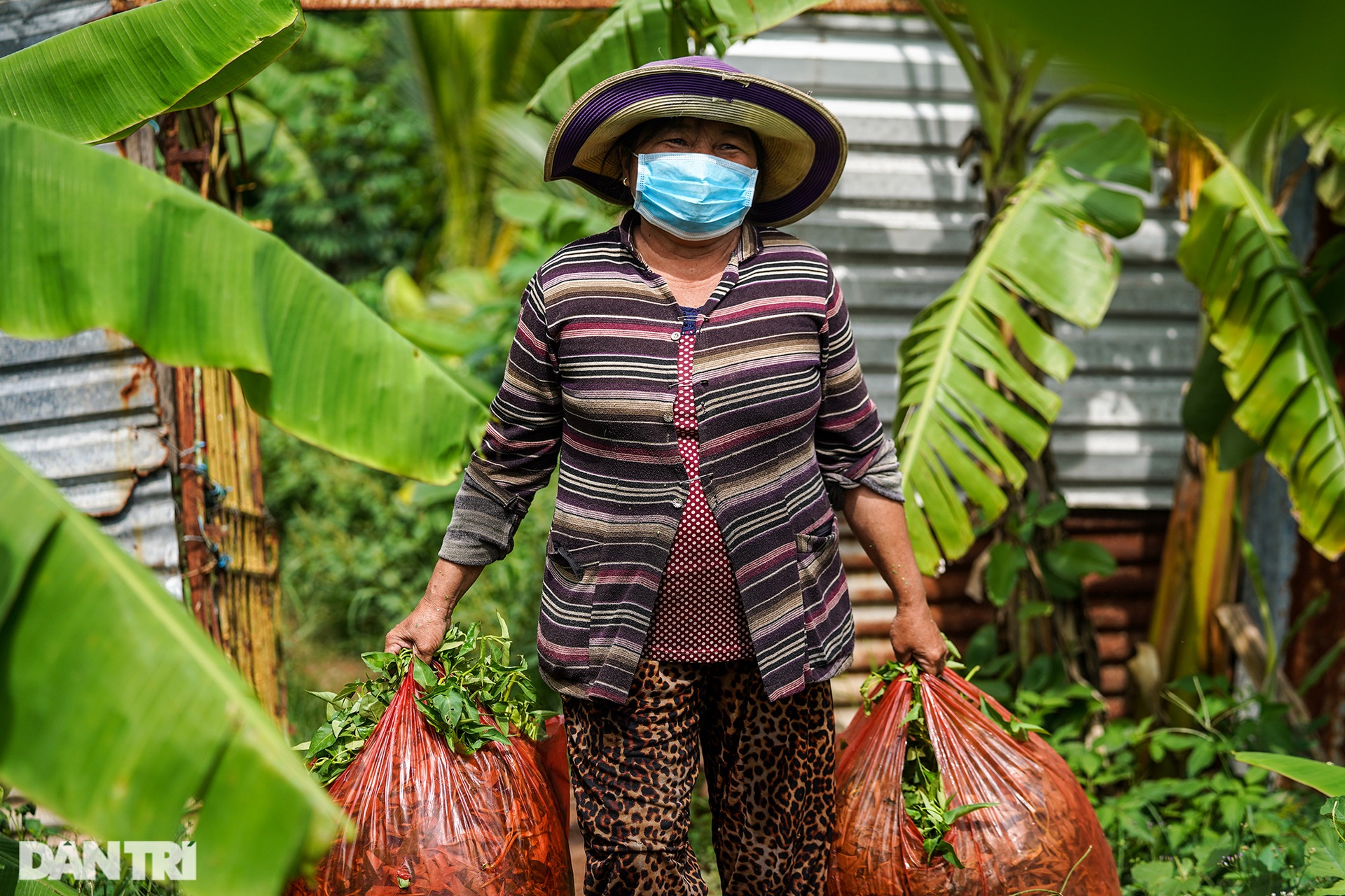 Hàng nghìn bó rau nghĩa tình gửi tặng người dân vùng dịch ở TPHCM - 9