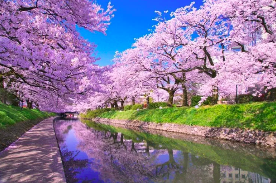 Vẻ đẹp của dòng sông sakura giữa mùa xuân tại Nhật Bản - 7 Vẻ đẹp của dòng sông sakura giữa mùa xuân tại Nhật Bản - 7