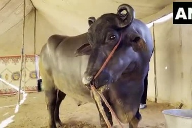 Con trâu giống quý được trả giá 69 tỷ đồng, chủ trâu chần chừ không bán