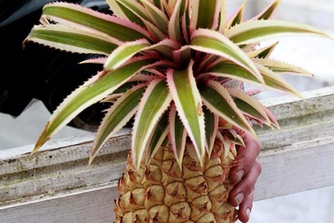 Loại dứa đắt nhất thế giới, 340 triệu đồng mới mua được 1 quả