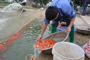 Làng nuôi “siêu xe” cho ông Công ông Táo thu bộn tiền ngày cuối năm