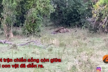 Trận chiến sống còn giữa báo hoa mai và trăn cỡ lớn